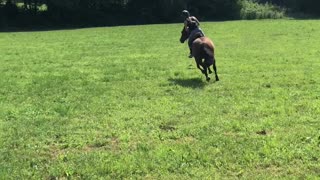 Horse's Hindlegs Give Way Beneath Rider