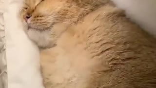 Cat sleeping time 🤣