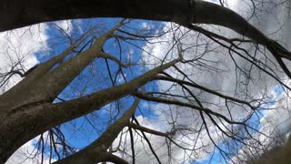 Cloudy Tree