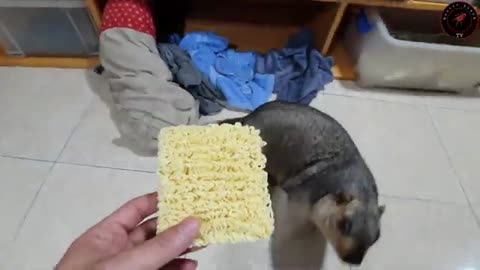 Pets eat mayggi funny moments cute videos