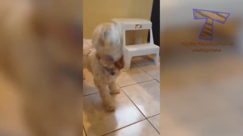 Paws and Laughter: Side-Splitting Dog Antics Compilation