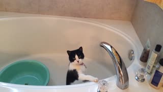Water-loving cat attempts to turn on faucet