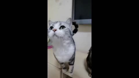 🔴 Cute and Funny Videos ! 😂😂 Cats to moment Keep You Smiling! 🐱🐱