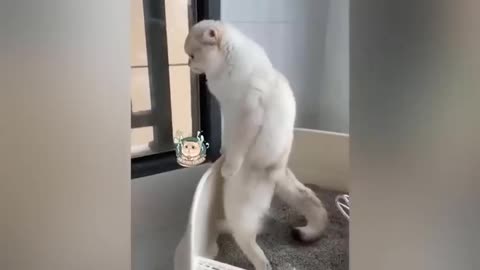 CAT funny videos