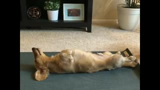 Zen Dog Day - Funny cute Dachshund doing yoga with owner!