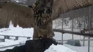 Playing with an Owl!!