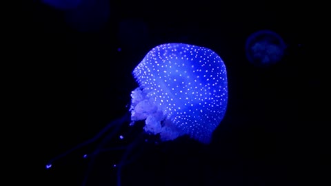 A Jellyfish Glowing In Dark Water2000