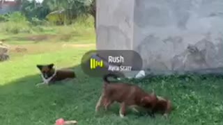 Dog play