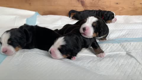 Four newborn puppies can't even keep their eyes open