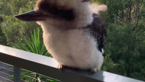 Adorable Baby Kookaburra Demonstrates it's Signature Laugh