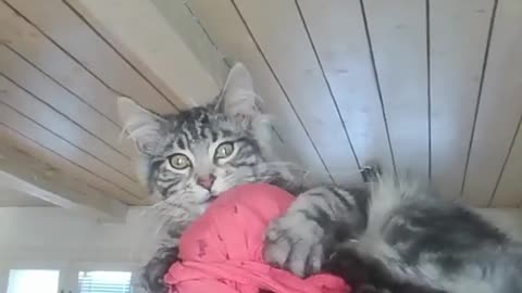 crazy kitten hairmask flip out