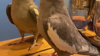Cute Parrot Plays Peekaboo