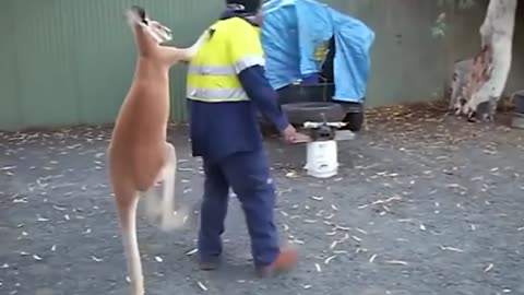 Funny animal attack