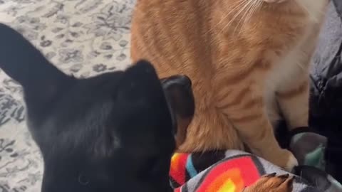 CAT DOG FIGHTING VIDEO