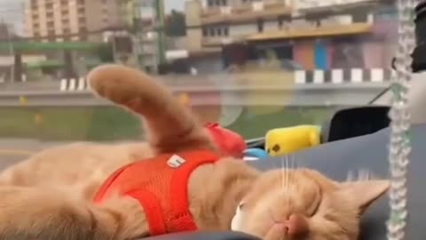 Funny and Cute Cats Video #168