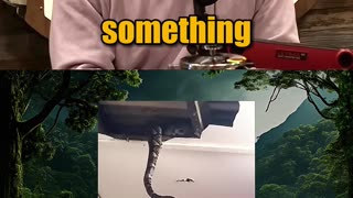 Pythons in the CEILING! 😱