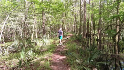 Francis Marion National Forest Swamp Thing. #travel #digitalnomad