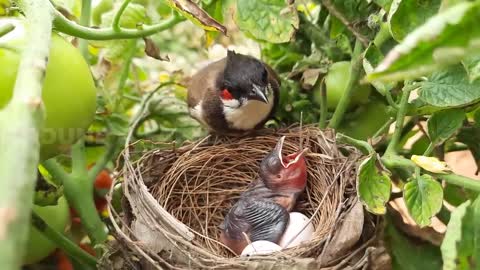 Baby VOMITS Out RED Grape STUCK in THROAT & Mom Eats it Up _ birds in nest _ Cuc
