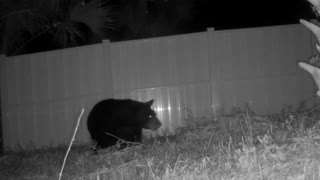 Black bear visits our ranch Thanksgiving eve