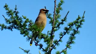 Cedar Waxwing