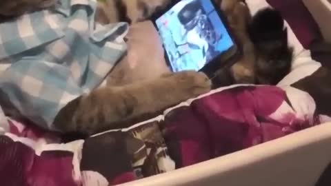 Cat watching my smart phone without my permission