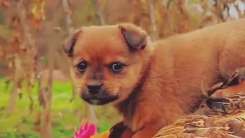 Dog and cock viral short video