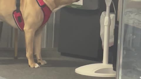 Puppy Learns the Hard Way About Fans