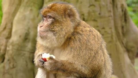 Monkey eating apple in the forest