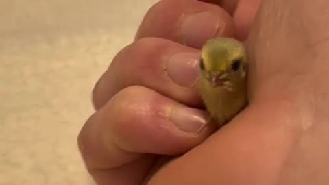 little bird