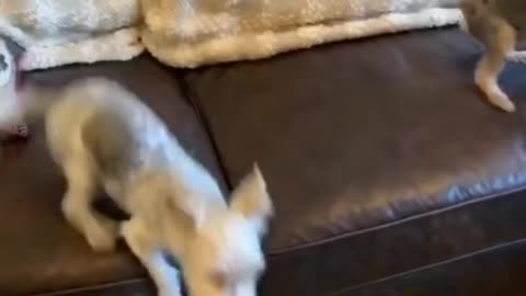 Funny Dogs, Reacting to Their Owner - Tiktok Dogs (#Funny #Animals #417)