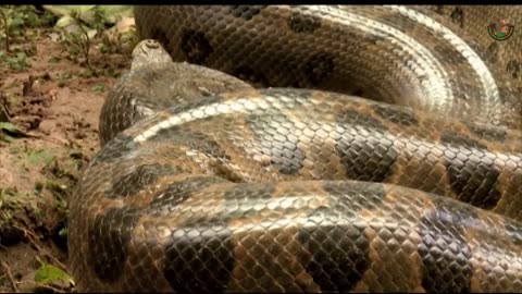 Pantanal das Águas - Wild Animals _ Fabulous Animal World