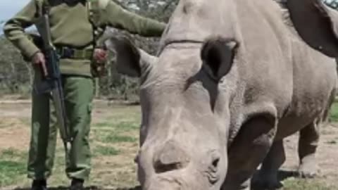 Rhino | The Last Northern White Rhino In The World #shorts