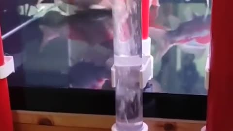 Smart trick for cleaning fishtank
