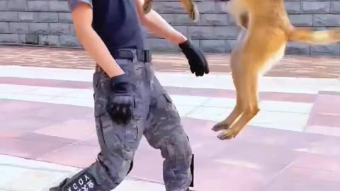 Dog training funny animals