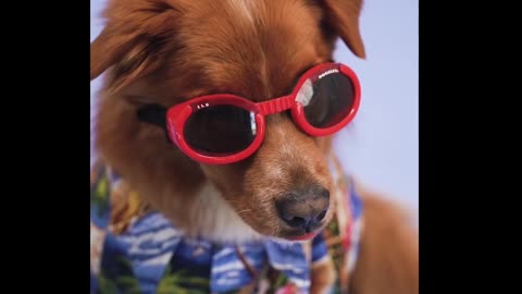 A Dog with Red Sunglasses