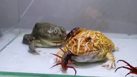 Green Bullfrog and Pond Frog and Foods-18