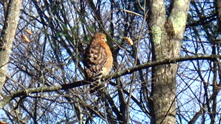 Red-shouldered hawk