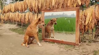 Hilarious. See Angry Dog's Reaction to Reflection on the Mirror 😂😂😂😂