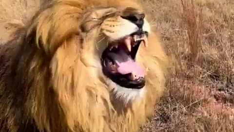 funny lion and funny animale viral short 2023