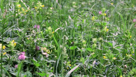 Parasitic plants_ Are there vampires in your garden_