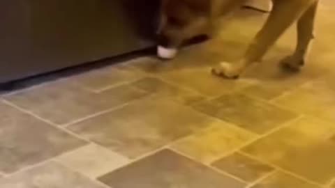 dog vs egg