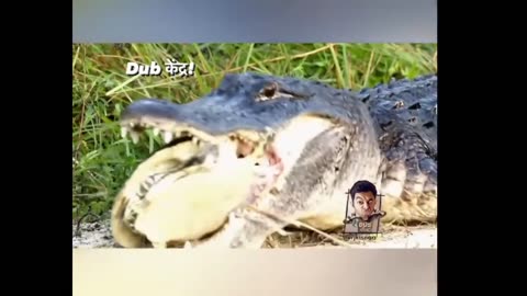 Funny crocodile video