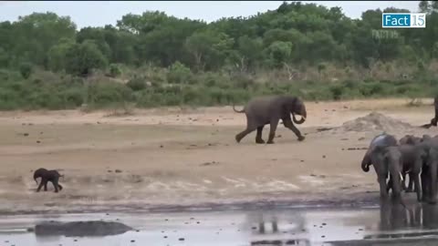 When Animals Messed With Wrong Enemy