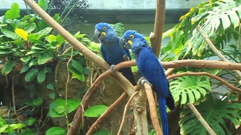 Most Beautiful Macaws on Planet Earth