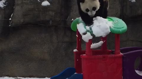 Pandas play with snow