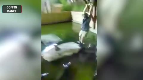 COFFIN DANCE FUNNY MAN JUMPS WATER FULL OF ALLIGATOR