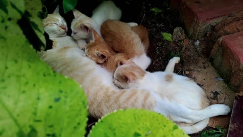 Mother cat breastfeeding her puppies