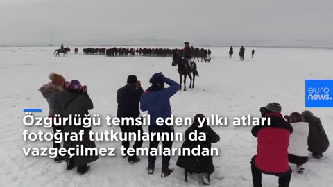 Video _ Bir zamanlar Anadolu'da terk edilen yılkı atları bugün turistlerin gözdesi oldu