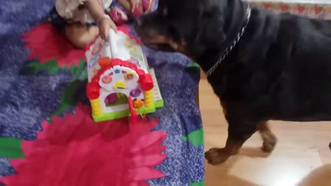 Dog protecting baby _ Rottweiler dog puppy _ funny dog videos