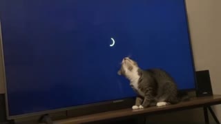 Sweet Kitty Plays with Loading Screen